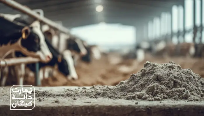تصویر کلوزآپ از پودر چربی دام ریختهشده روی لبه آخور در سالن گاوداری، با پسزمینهای از گاوهای شیری در حال خوراکخوری؛ نمایی واقعی از استفاده پودر چربی در محیط دامداری.